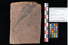 Foto (Objekt + Etikett) von Myrica lignitum Unger (NHMW-GEO-2024-0188-0535)